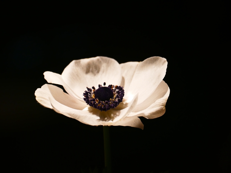 Blossom plant white photography