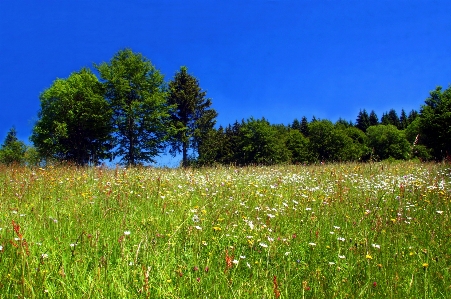 Landscape tree nature forest Photo