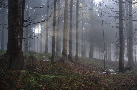 Foto Albero foresta leggero nebbia