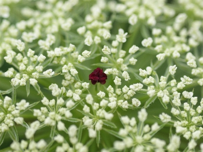 Nature blossom plant flower Photo