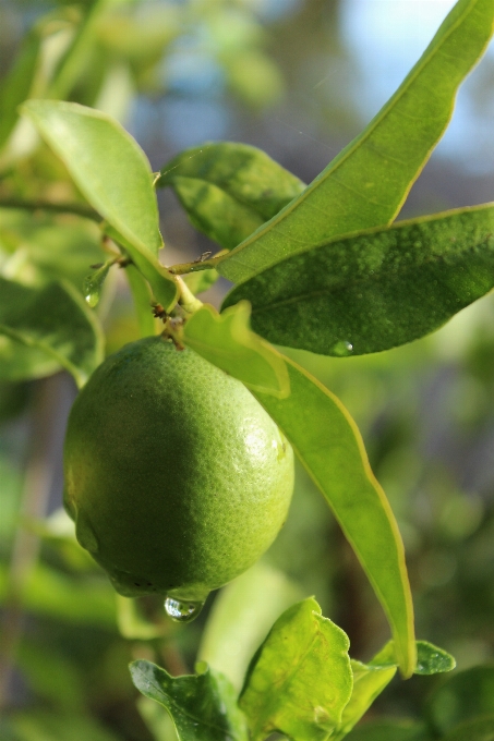 árvore natureza filial crescimento