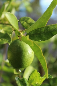 Tree nature branch growth Photo