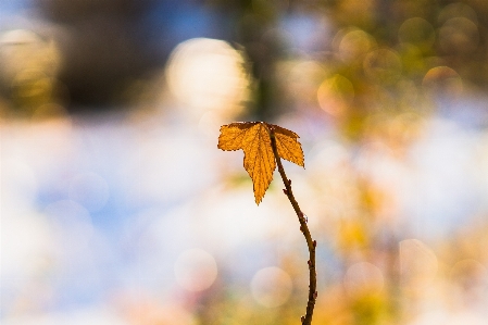 Tree nature branch blossom Photo