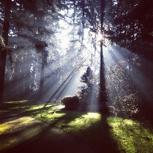 Tree nature forest path Photo