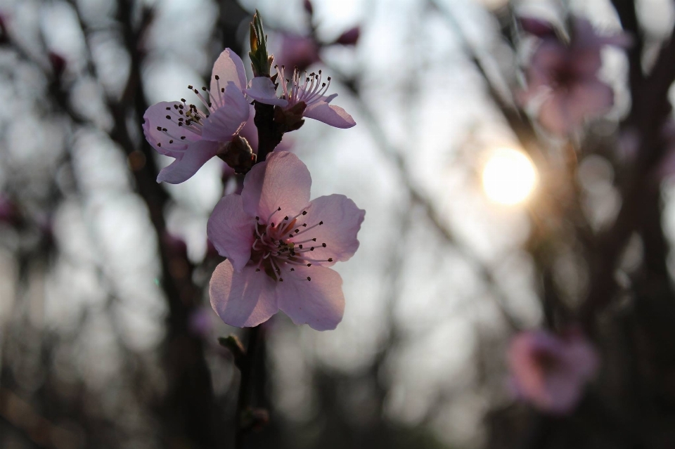 Tree branch blossom cold