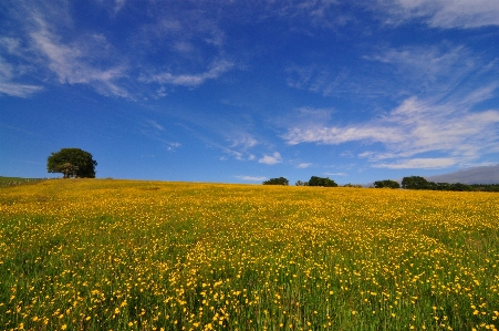 Landscape grass horizon cloud Photo