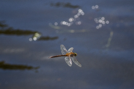 Water nature wing cloud Photo