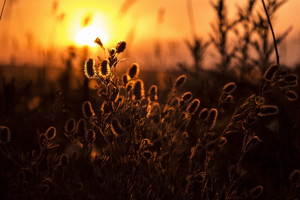 Landscape nature horizon silhouette