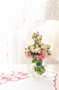 Blossom plant flower petal Photo