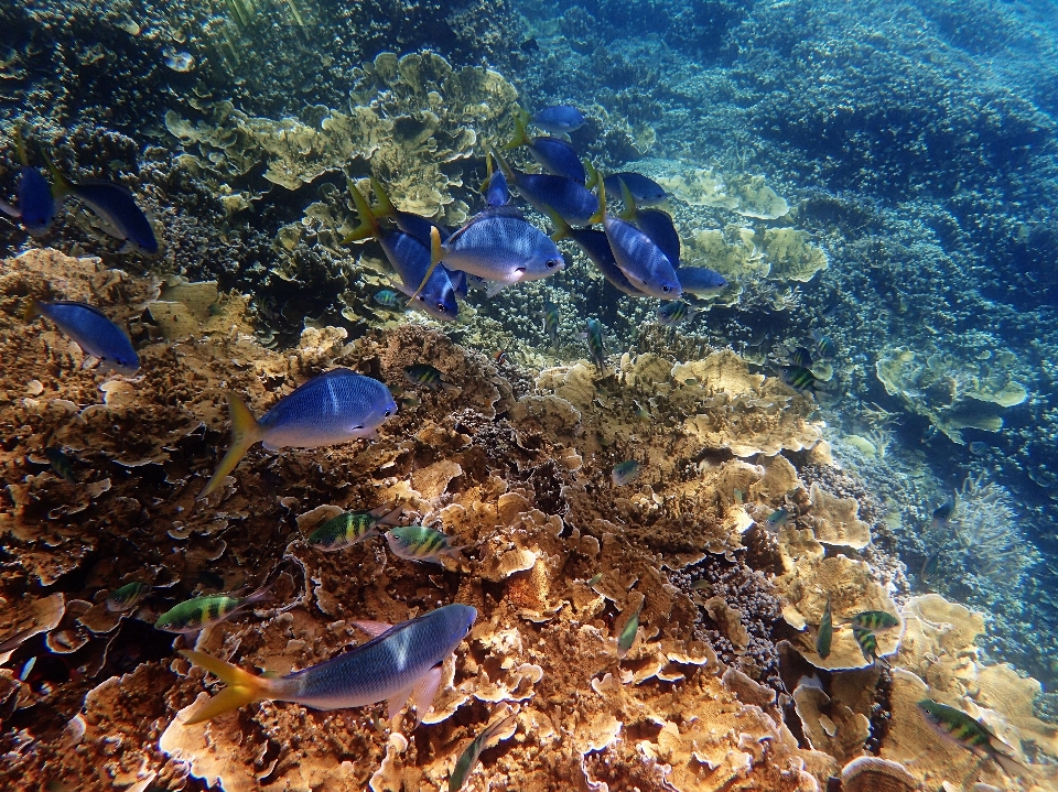 Mer océan sous-marin la biologie