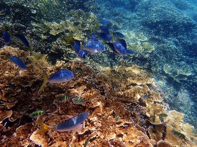 Foto Mar oceano embaixo da agua biologia