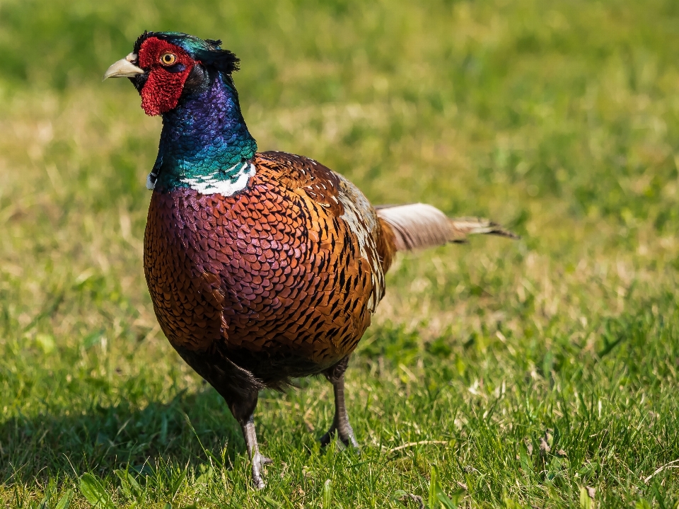 Vogel prärie
 tierwelt schnabel