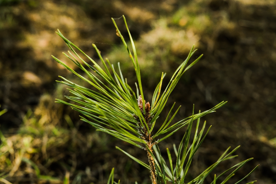 Baum natur wald gras