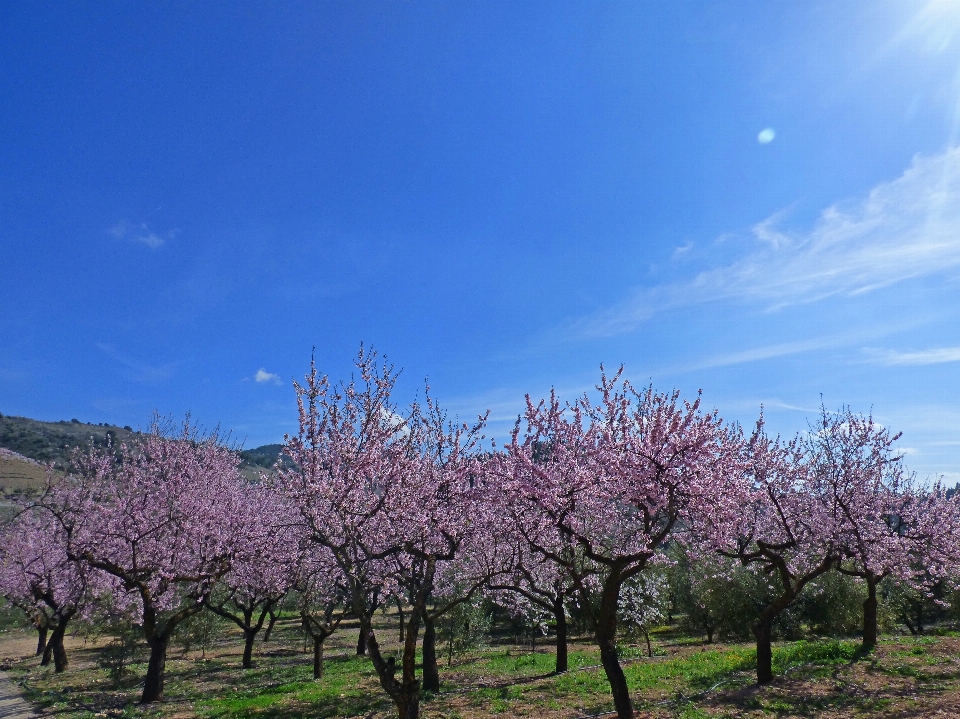 Paesaggio albero ramo fiore