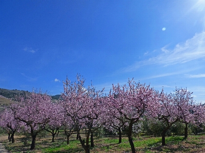 Landscape tree branch blossom Photo