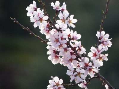 ブランチ 花 植物 フルーツ 写真