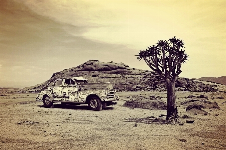 Landscape tree sand desert Photo