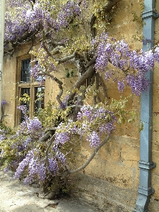 Tree blossom plant flower Photo