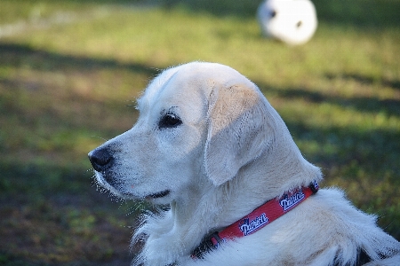 White puppy dog animal Photo