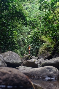 Tree nature forest rock Photo