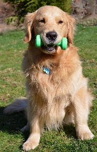 Dog young mammal exercise Photo