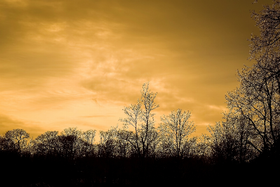 Landscape tree nature forest