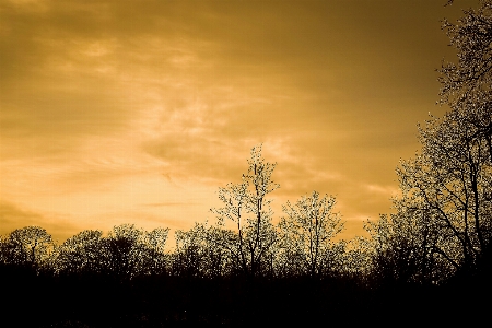 Landscape tree nature forest Photo