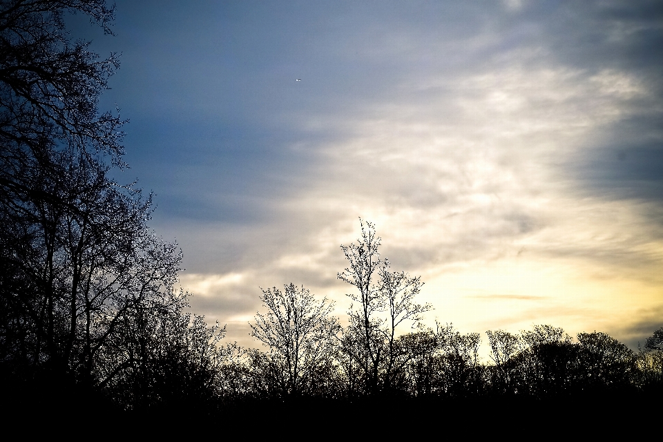 Landschaft baum natur wald