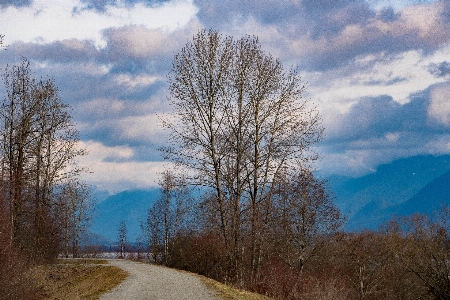 Landscape tree nature forest Photo