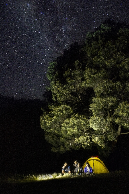 Baum natur berg licht