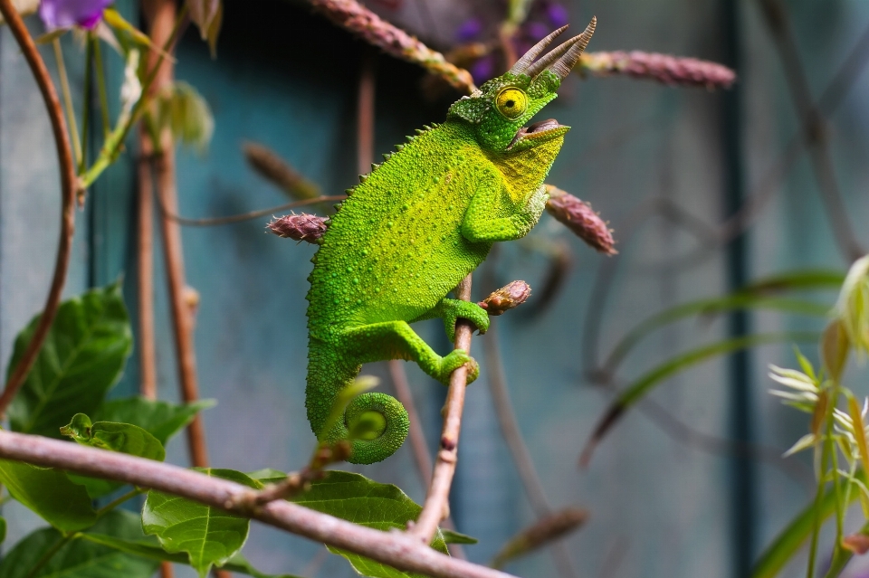 ブランチ 野生動物 動物園 緑