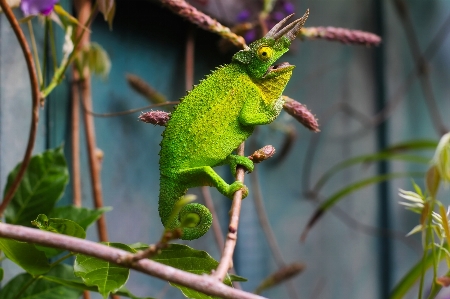 Photo Bifurquer faune zoo vert