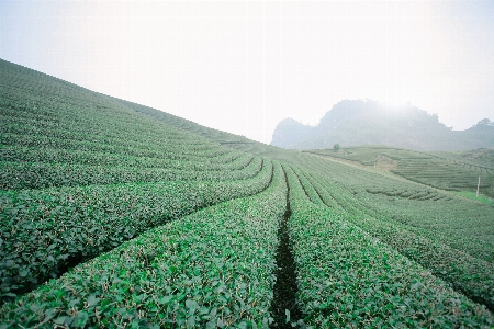 Foto Tanaman bidang bukit bunga