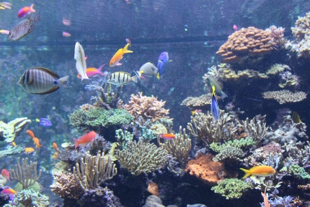 Underwater biology fish coral Photo