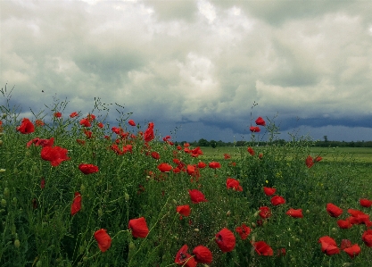 Nature grass plant sky Photo