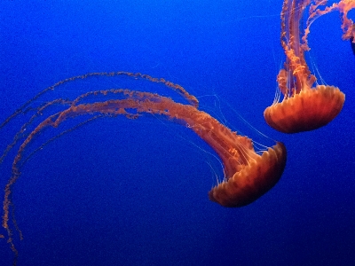 Ocean glowing animal wildlife Photo