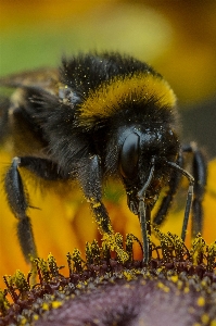 Foto Natura fiore fotografia fioritura