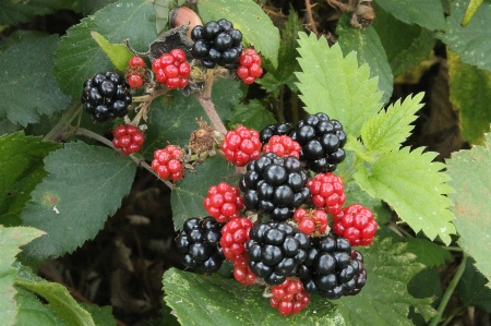 Nature plant fruit berry Photo