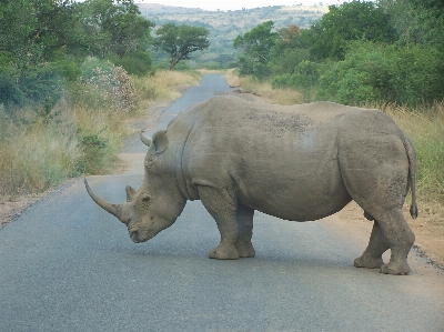 Wildlife zoo africa mammal Photo