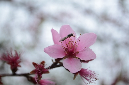 Branch blossom plant flower Photo