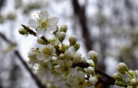 Foto árvore natureza filial florescer