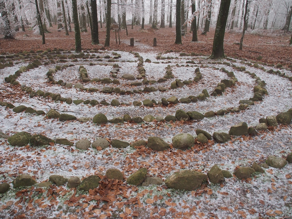 Natureza floresta geada calçada portuguesa
