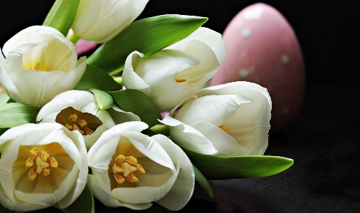 Blossom plant white flower Photo