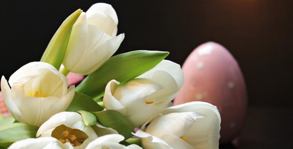 Blossom plant white flower