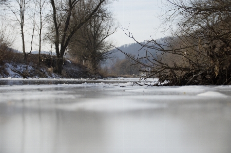 Foto Paesaggio albero acqua natura