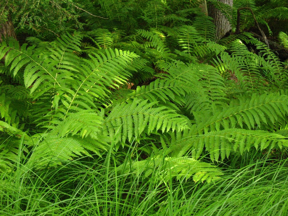 Paesaggio natura foresta pianta