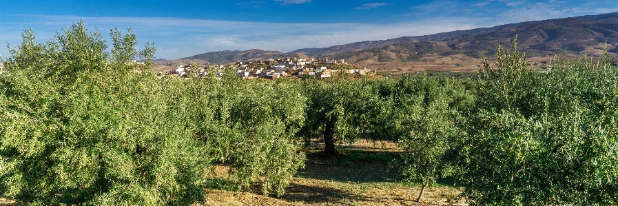 Landscape tree nature plant Photo