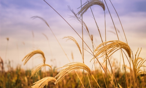 Landscape nature forest grass Photo