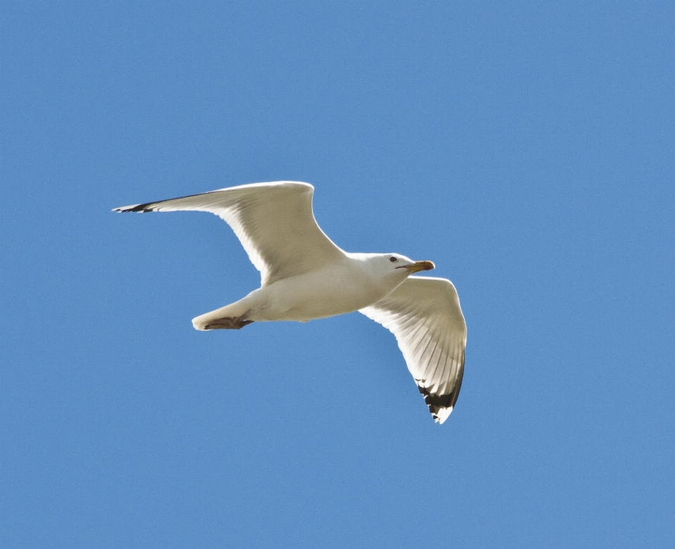 Meer natur vogel flügel