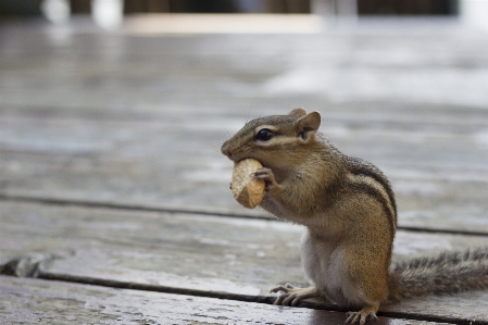 自然 デッキ 動物 かわいい 写真